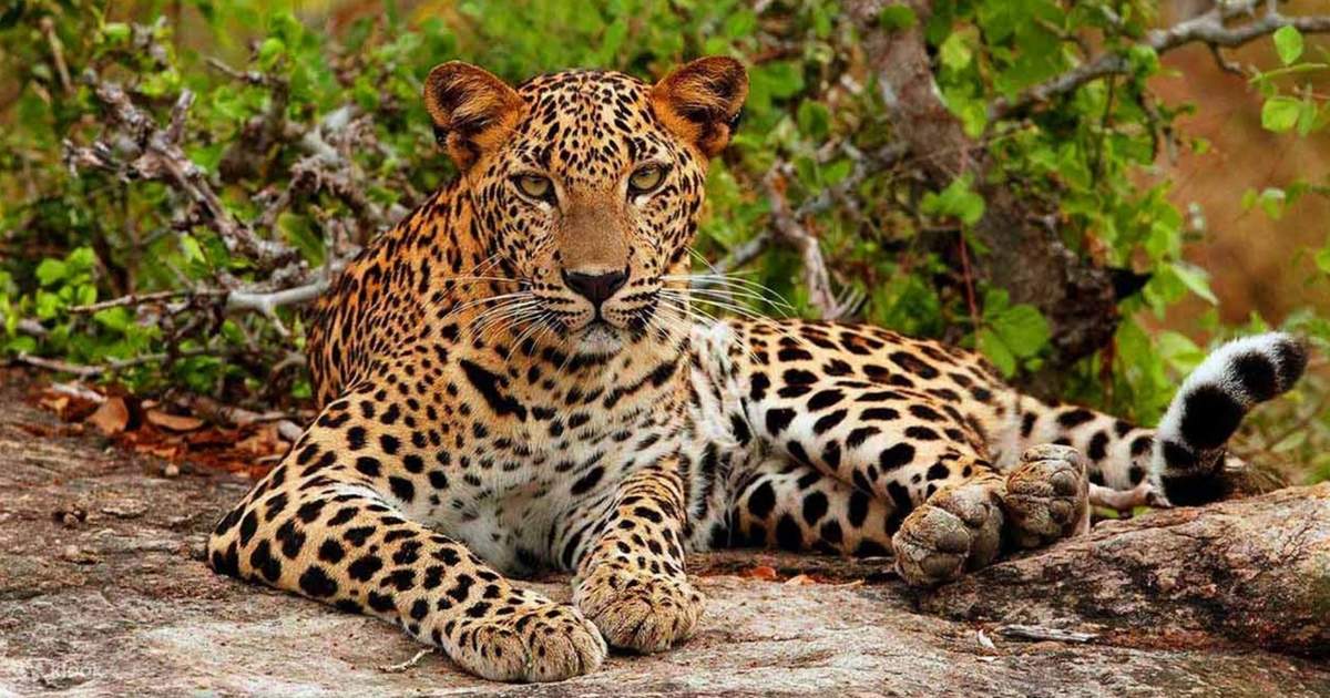 雅拉國家公園探險之旅（斯里蘭卡美蕊沙出發）