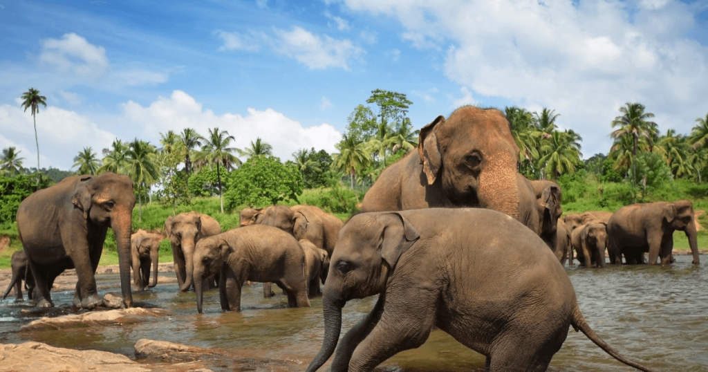 一群大象，包括象寶寶，在斯里蘭卡的河流中悠閒嬉戲，背景是翠綠的叢林和晴朗的藍天，展現出大自然的和諧之美。