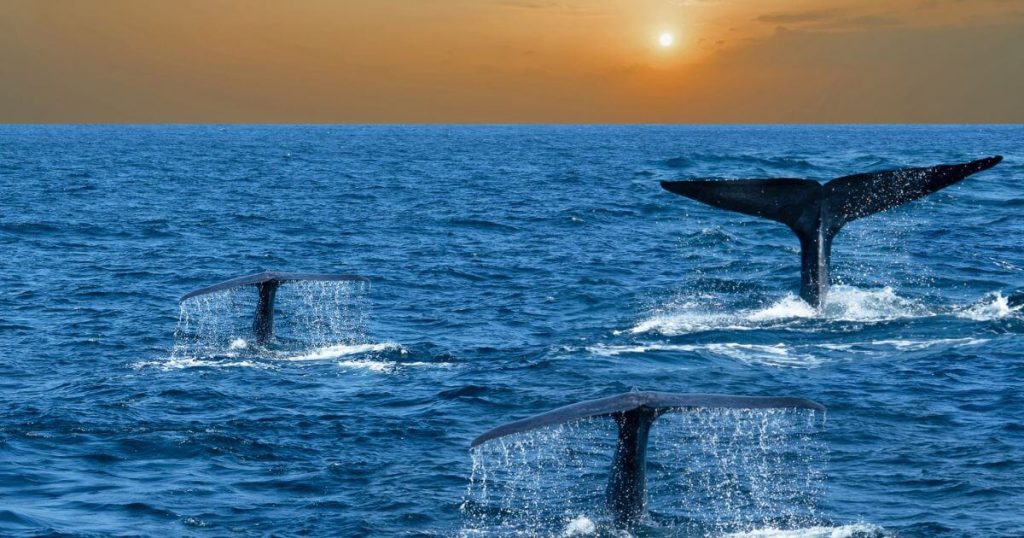 圖片展示了斯里蘭卡美蕊沙海岸外的鯨魚群在夕陽下優雅地拍打海面。這是美蕊沙著名的賞鯨活動，深藍的大海與壯麗的鯨魚群，為自然愛好者帶來難忘的體驗。