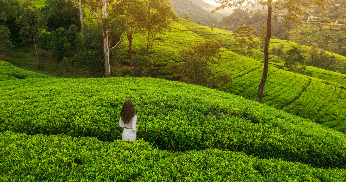 這張圖片展示了一位穿著白色長裙的女子漫步於斯里蘭卡的茶園中，茶園的翠綠色葉片延展至遠方，背景則是起伏的山脈與清新的空氣。這幅畫面呈現出斯里蘭卡茶園的寧靜與美麗，給人一種放鬆和平靜的感覺。