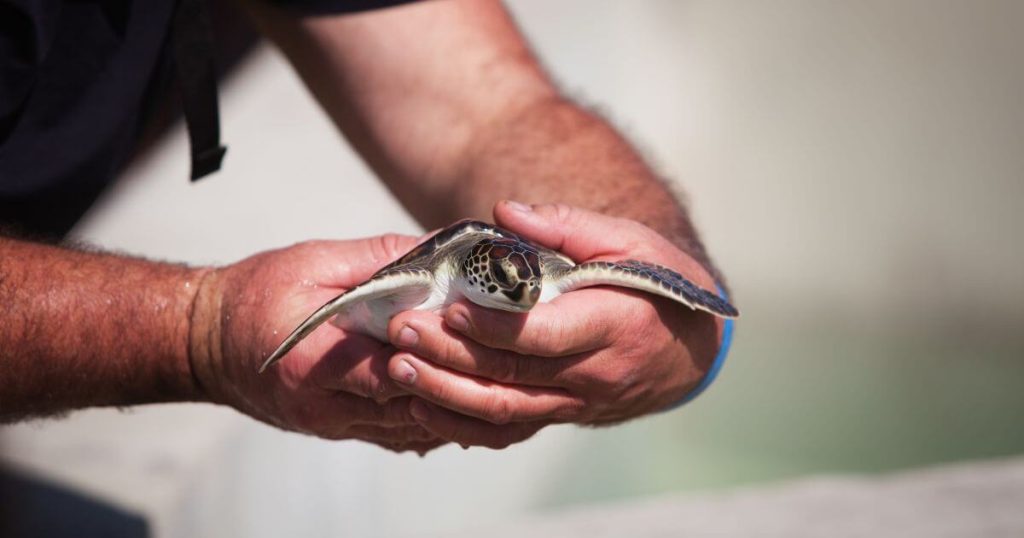 一位手上捧著小海龜的人,展示人類對海洋生物的保育行動。