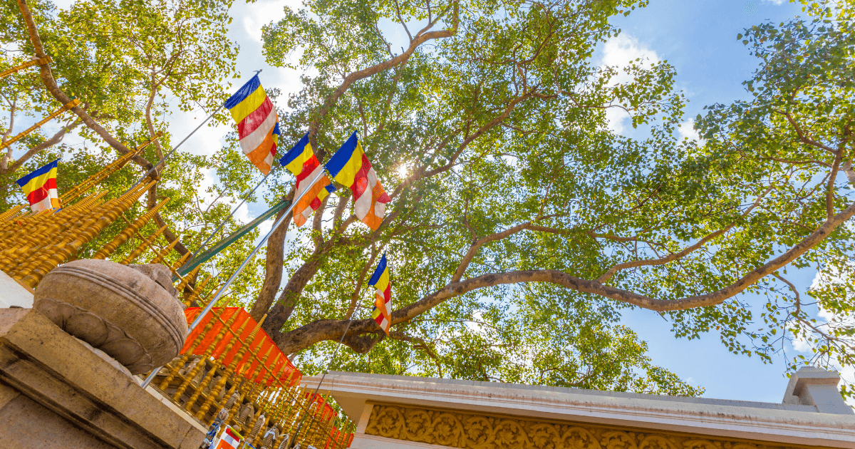 阿努拉德普勒大菩提樹 Jaya Sri Maha Bodhi