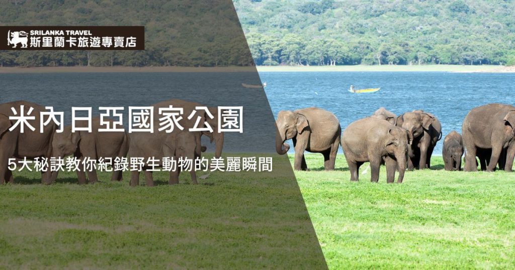 圖片展示了斯里蘭卡米內日亞國家公園內一群大象在草地上悠閒漫步的美麗景象。背景是藍色的湖泊,與郁鬱蔥蔥的綠色環境形成鮮明對比,展現了這個國家公園的自然和野生動物魅力。這張照片象徵著斯里蘭卡旅行中不可錯過的野生動物觀賞體驗。