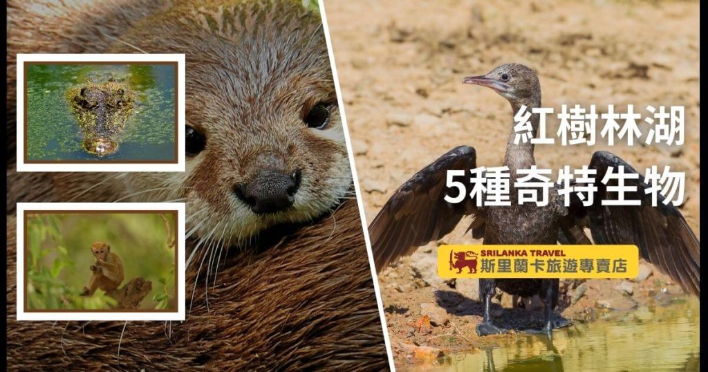 圖片展示了紅樹林湖的多樣野生動物，包括水中的鱷魚、一隻坐在樹枝上的小靈長類動物，以及展翅的鳥類。畫面中近距離展示了水獺的臉部，象徵著自然與野生生物的和諧共生。畫面呈現出豐富的生態環境，展示了斯里蘭卡紅樹林湖的自然魅力。