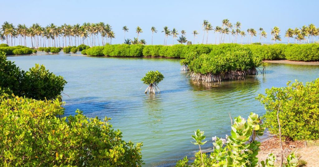 靜謐的紅樹林潟湖位於斯里蘭卡的海岸線，青翠的紅樹林環繞著清澈的潟湖，展現了豐富的生態系統。