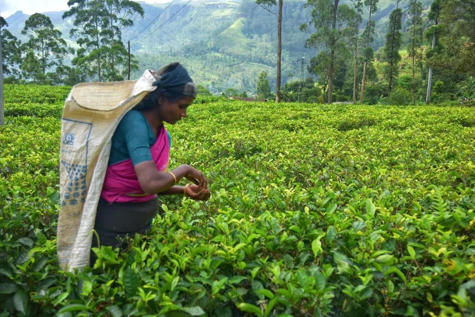 一名茶農婦女穿著色彩鮮明的傳統服飾，在綠意盎然的茶園裡專注地採摘新鮮茶葉，肩背編織袋，象徵斯里蘭卡世界知名的茶葉產業，畫面充滿自然氣息與當地農村風貌。