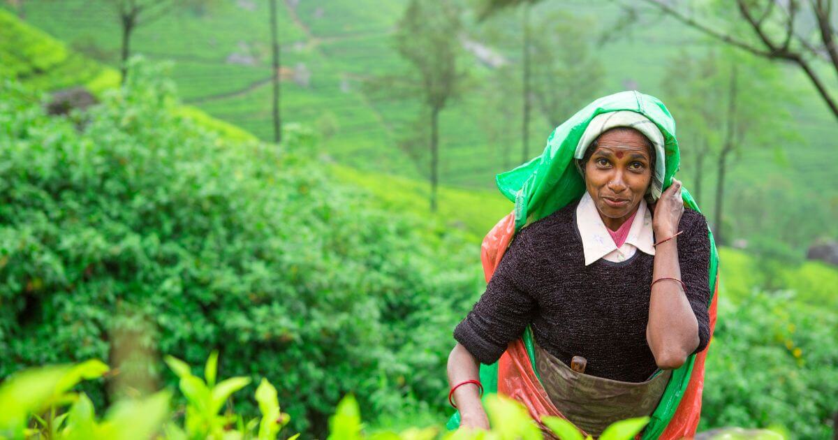 一位在茶園工作的婦女，穿著傳統服飾，手拿布袋準備採摘新鮮的茶葉，展示了斯里蘭卡的茶葉文化。