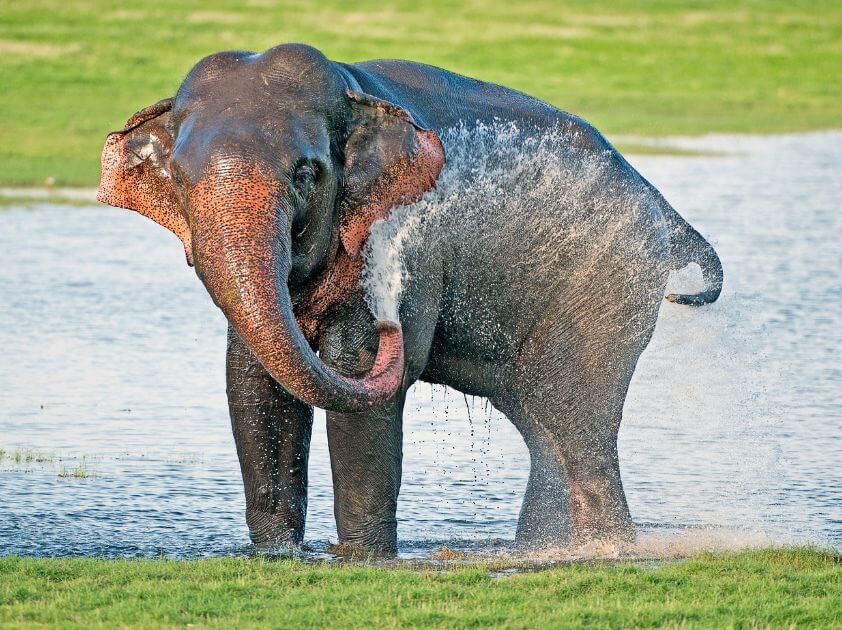 Sri Lankan Elephant In Water
