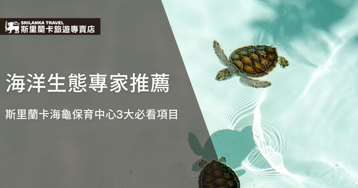 圖片中展示了一隻小海龜在清澈的水中游動，象徵著海洋保育的重要性。這張圖片傳遞出自然生態與海洋生命的脆弱，強調斯里蘭卡海龜保育中心的重要性，並吸引遊客關注海洋生態保護。畫面寧靜且清新，象徵著保護海洋環境的美好願景。