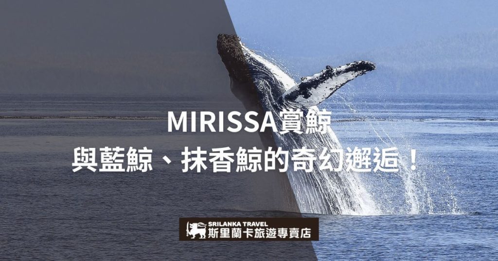 圖片展示一頭鯨魚躍出海面，水花四濺，背景為藍色海洋。右側文字介紹斯里蘭卡旅遊專賣店服務，吸引對藍鯨與抹香鯨感興趣的旅客。