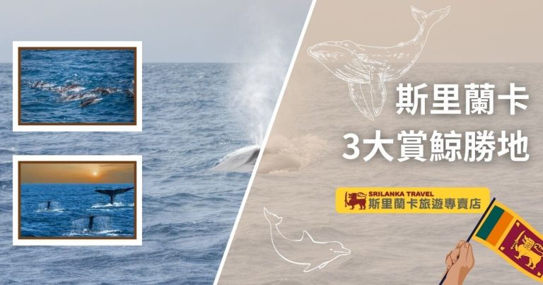 該圖片以藍色海洋為背景，展示了鯨魚和海豚群在海面上的動態。左側有兩張插圖分別描繪鯨魚尾鰭與海豚跳躍的瞬間，右側附有斯里蘭卡旗幟與旅遊專賣店標誌，突顯當地賞鯨活動的吸引力與多樣性。