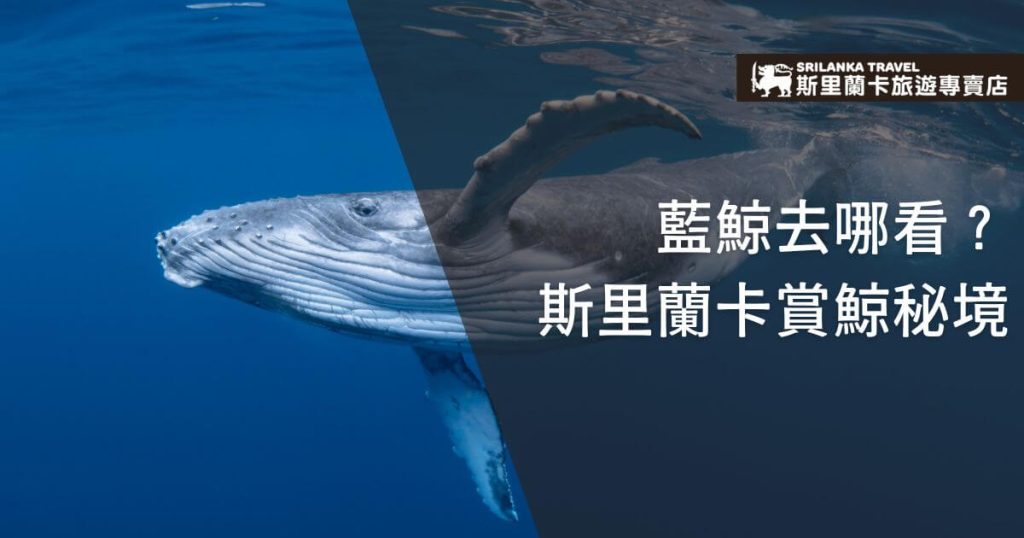 圖片中展示了一頭在海中游泳的藍鯨，背景為清澈的深藍色海水，展現了自然與生態的震撼之美。右側文字介紹斯里蘭卡賞鯨活動，吸引生態旅遊愛好者。