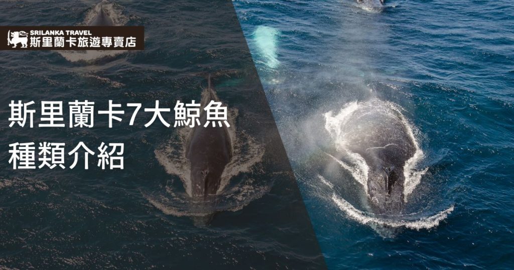 圖片展示了海面上一群鯨魚的拍攝畫面,搭配文字介紹斯里蘭卡可見的鯨魚種類。