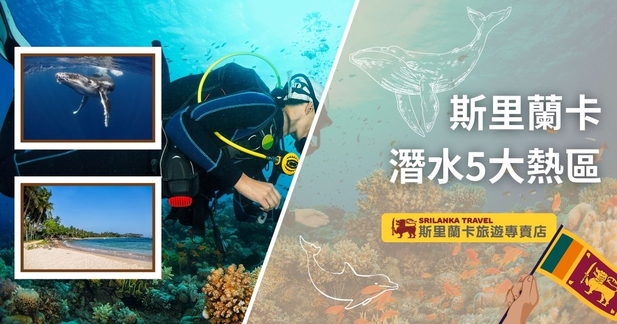 圖片左半部分為潛水員與珊瑚礁群的畫面，展現斯里蘭卡水下世界的絢麗。右上插圖為一條座頭鯨，增強海洋探索的趣味性，底部為兩張小圖片，分別是熱帶沙灘和座頭鯨近距離照片，搭配「斯里蘭卡潛水5大熱區」文字說明，強調活動特色。