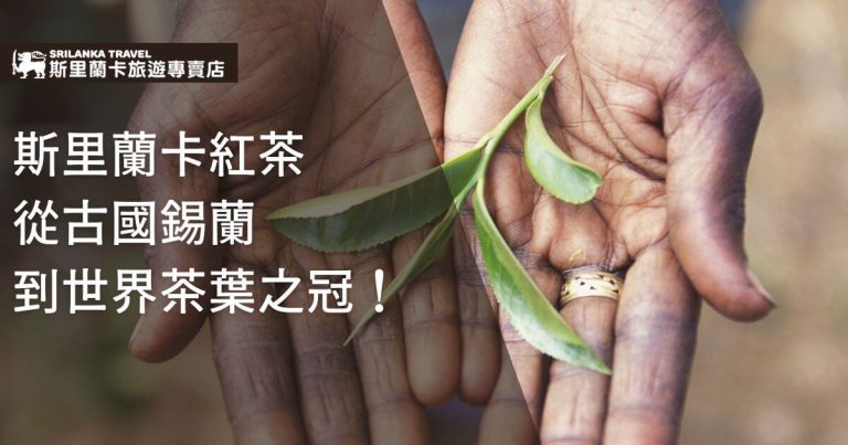 斯里蘭卡的雙手捧著新鮮茶葉,背景朦朧,突出茶葉的重要性,介紹從古國錫蘭到世界聞名的紅茶冠軍。