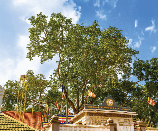 每日行程(賞鯨) D2 3 507x420