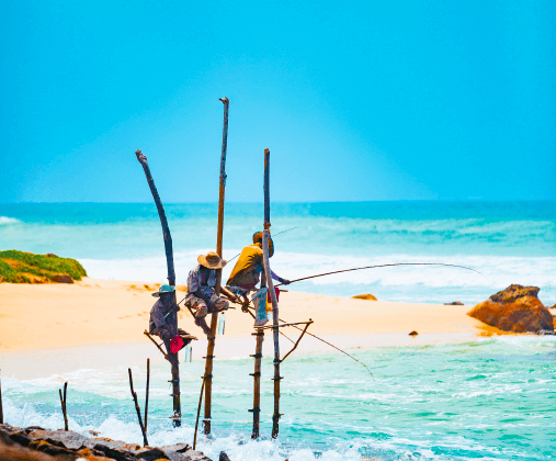 每日行程(賞鯨) D7 2 507x420