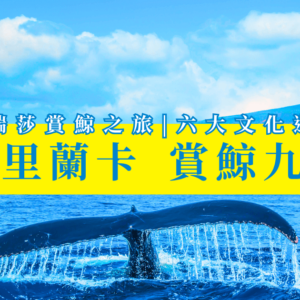 賞鯨 精選