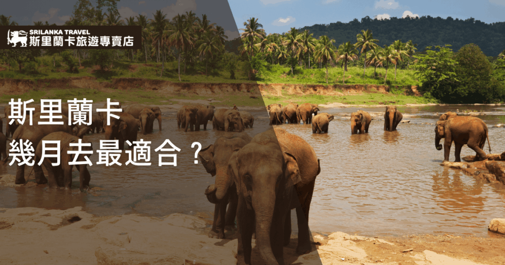 圖片主視覺是一群亞洲象悠閒地在河流中活動,背景是茂密的棕櫚樹林與翠綠山丘,展現斯里蘭卡(Sri Lanka)熱帶自然生態的魅力。畫面左上方有斯里蘭卡旅遊專賣店的標誌,下方以大字體呈現「斯里蘭卡幾月去最適合?」作為主題,讓讀者一眼就能聚焦在旅遊時機的討論。整體色調溫暖明亮,強調適合親近大自然與野生動物觀察的旅遊氣氛,呼應斯里蘭卡最佳旅遊季節主題。