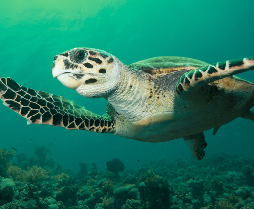 09 2 海龜復育中心 1672x700