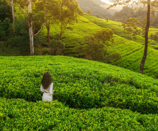 這張圖片展示了一位穿著白色長裙的女子漫步於斯里蘭卡的茶園中，茶園的翠綠色葉片延展至遠方，背景則是起伏的山脈與清新的空氣。這幅畫面呈現出斯里蘭卡茶園的寧靜與美麗，給人一種放鬆和平靜的感覺。