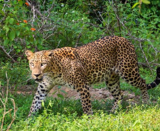 該圖片展示了一隻行走在草叢中的斯里蘭卡豹，豹的斑點皮毛清晰可見，眼神專注，周圍是豐茂的綠色植被，這是斯里蘭卡雅拉國家公園中的野生動物一景。