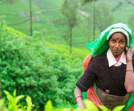 一位在茶園工作的婦女，穿著傳統服飾，手拿布袋準備採摘新鮮的茶葉，展示了斯里蘭卡的茶葉文化。