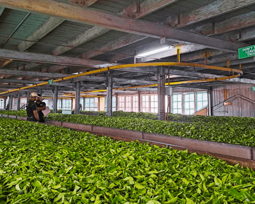 斯里蘭卡茶廠